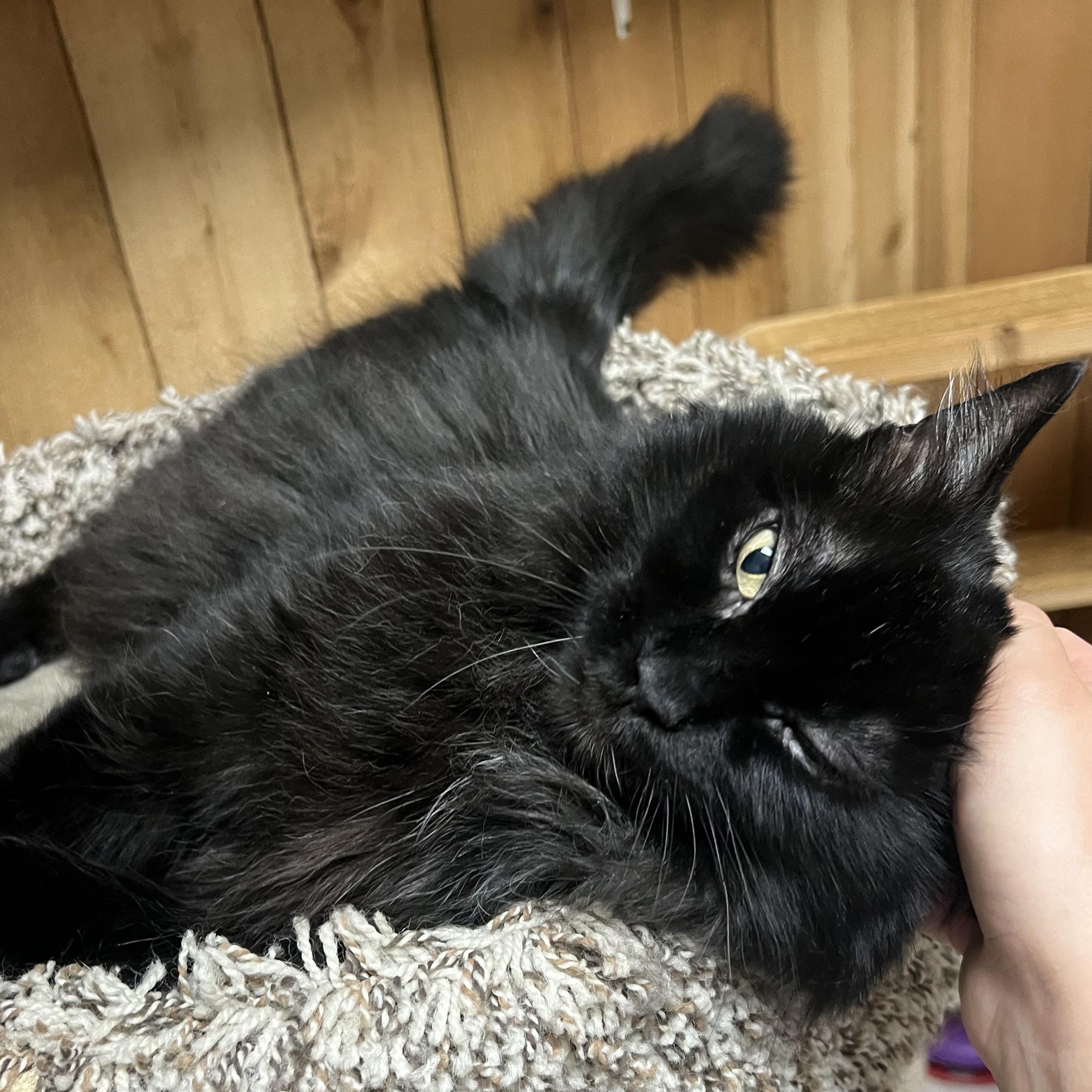 Cosmo, a ADOPTABLE Domestic Long Hair in Spokane, WA image 3/3