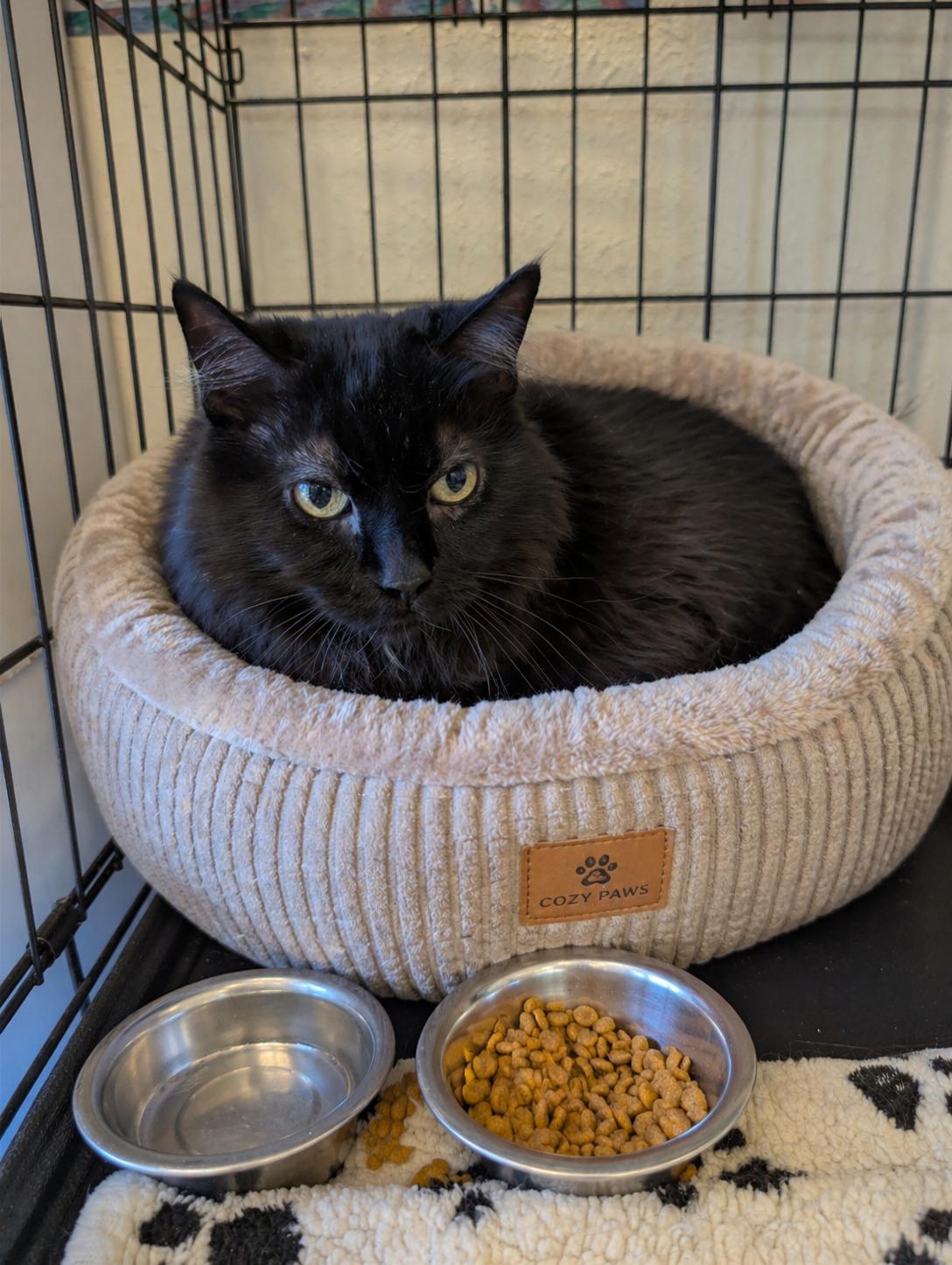Enlarge Cosmo, a ADOPTABLE Domestic Long Hair in Spokane, WA image 1/2