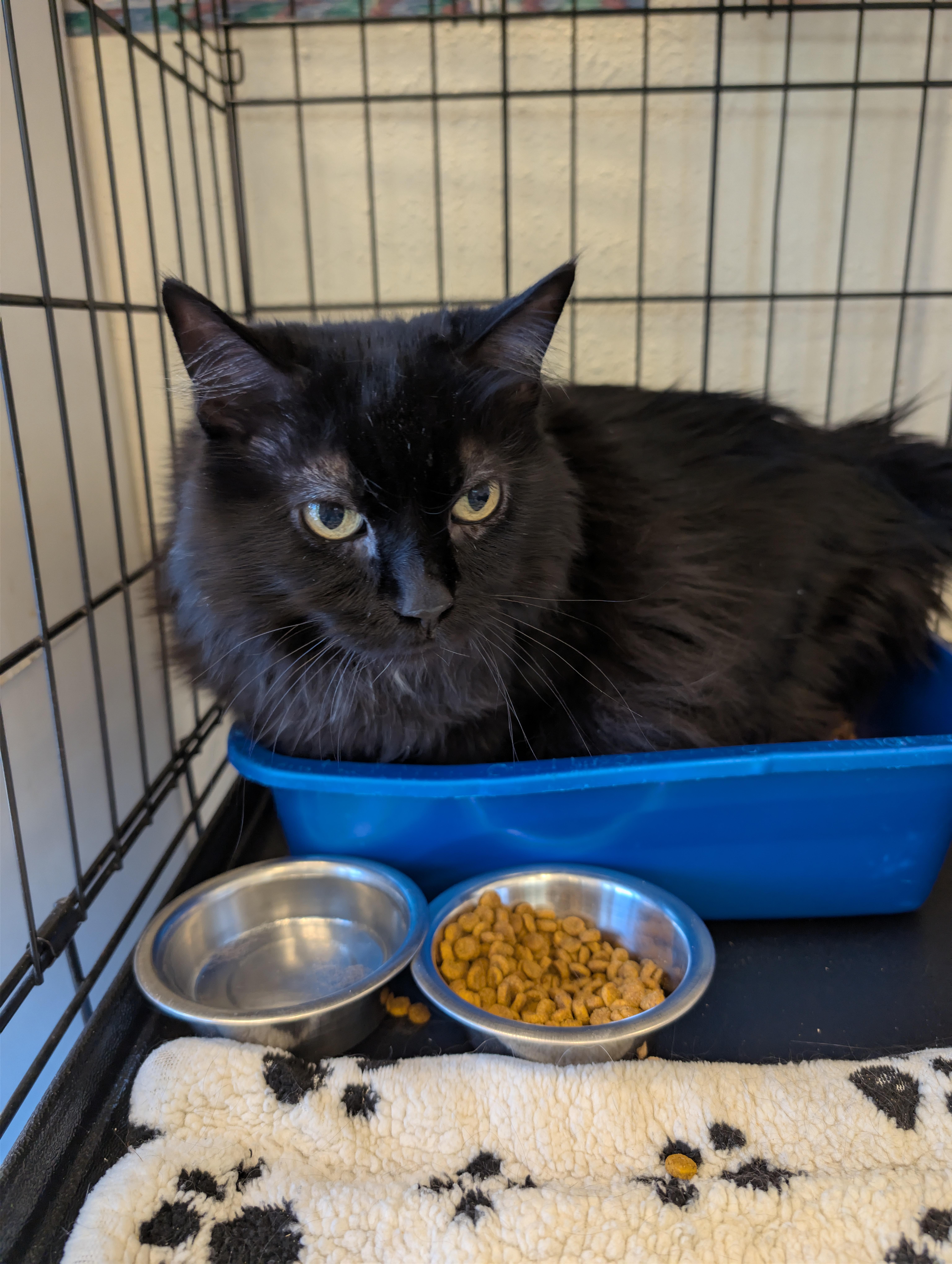 Enlarge Cosmo, a ADOPTABLE Domestic Long Hair in Spokane, WA image 2/2