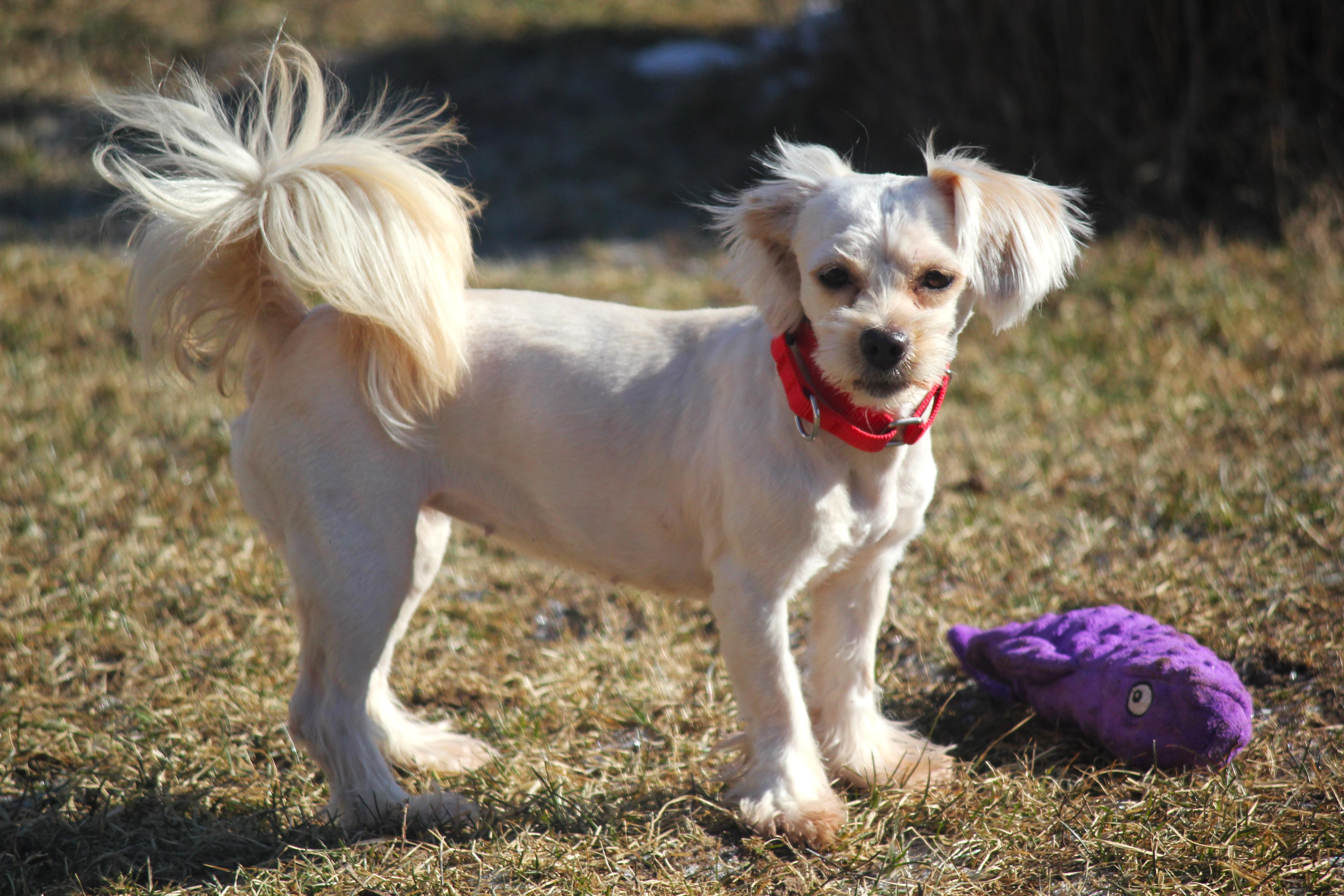 Enlarge April, an adopted mixed breed in Hayward, WI image 1/3