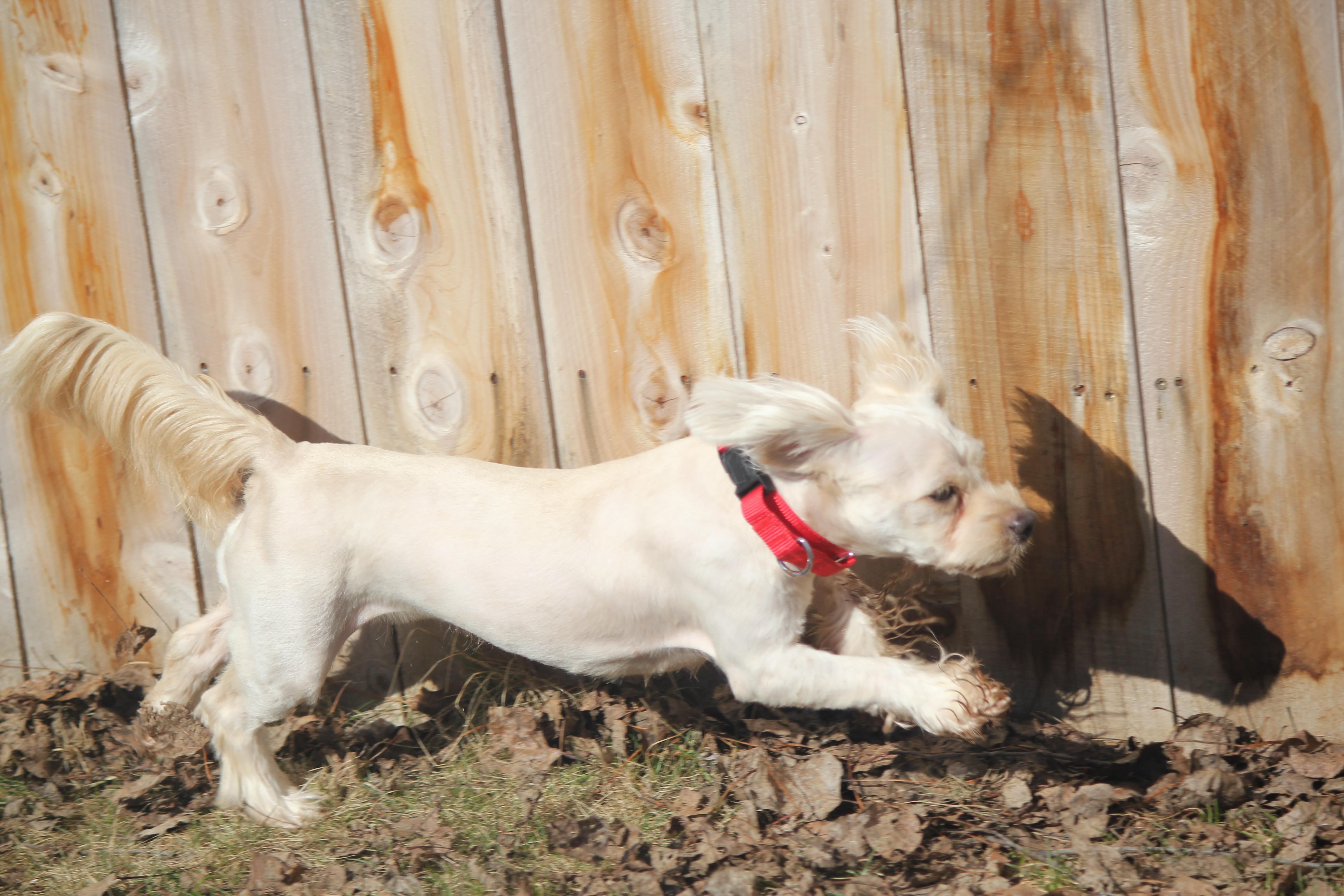 Enlarge April, an adopted mixed breed in Hayward, WI image 3/3