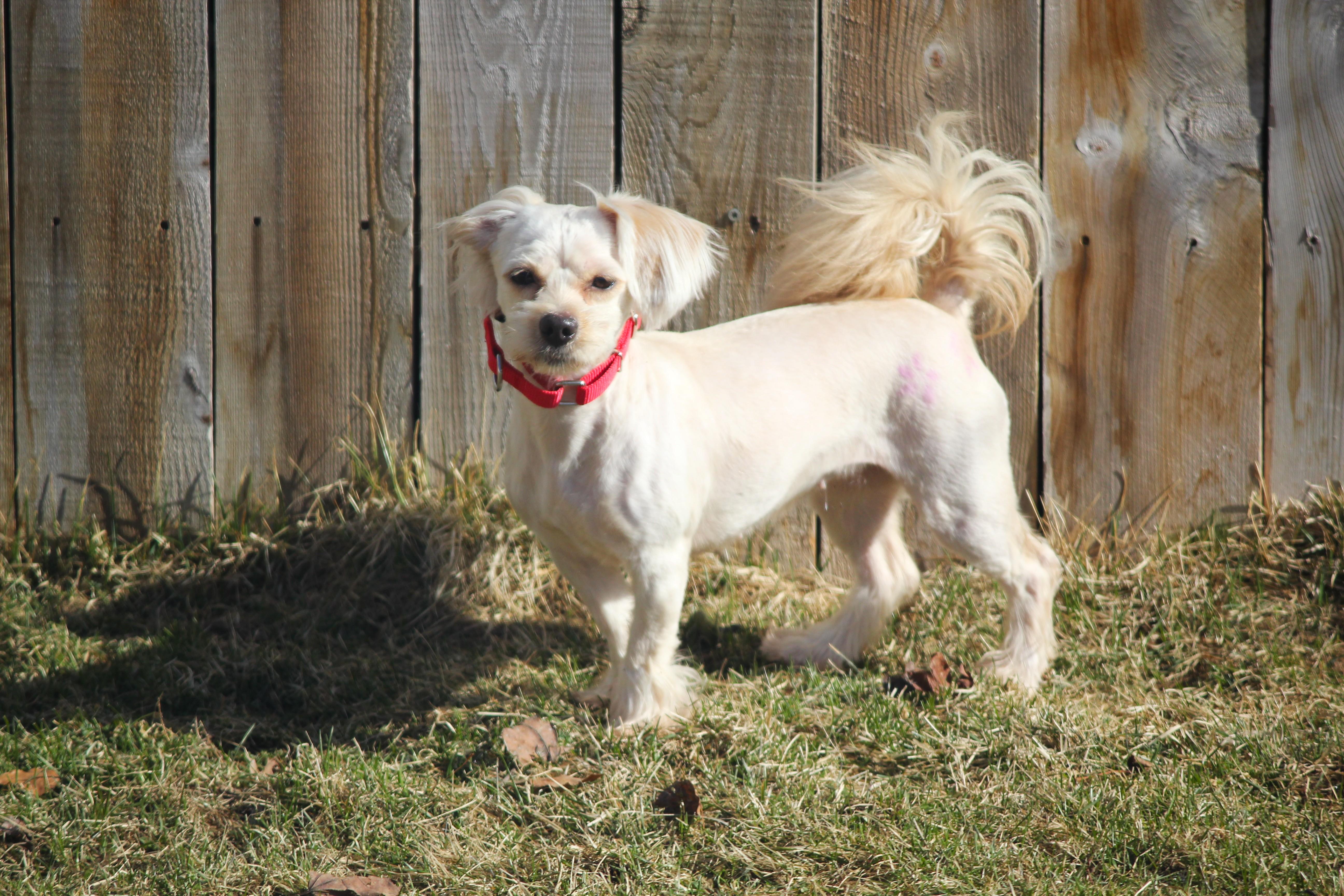 Enlarge April, an adopted mixed breed in Hayward, WI image 2/3