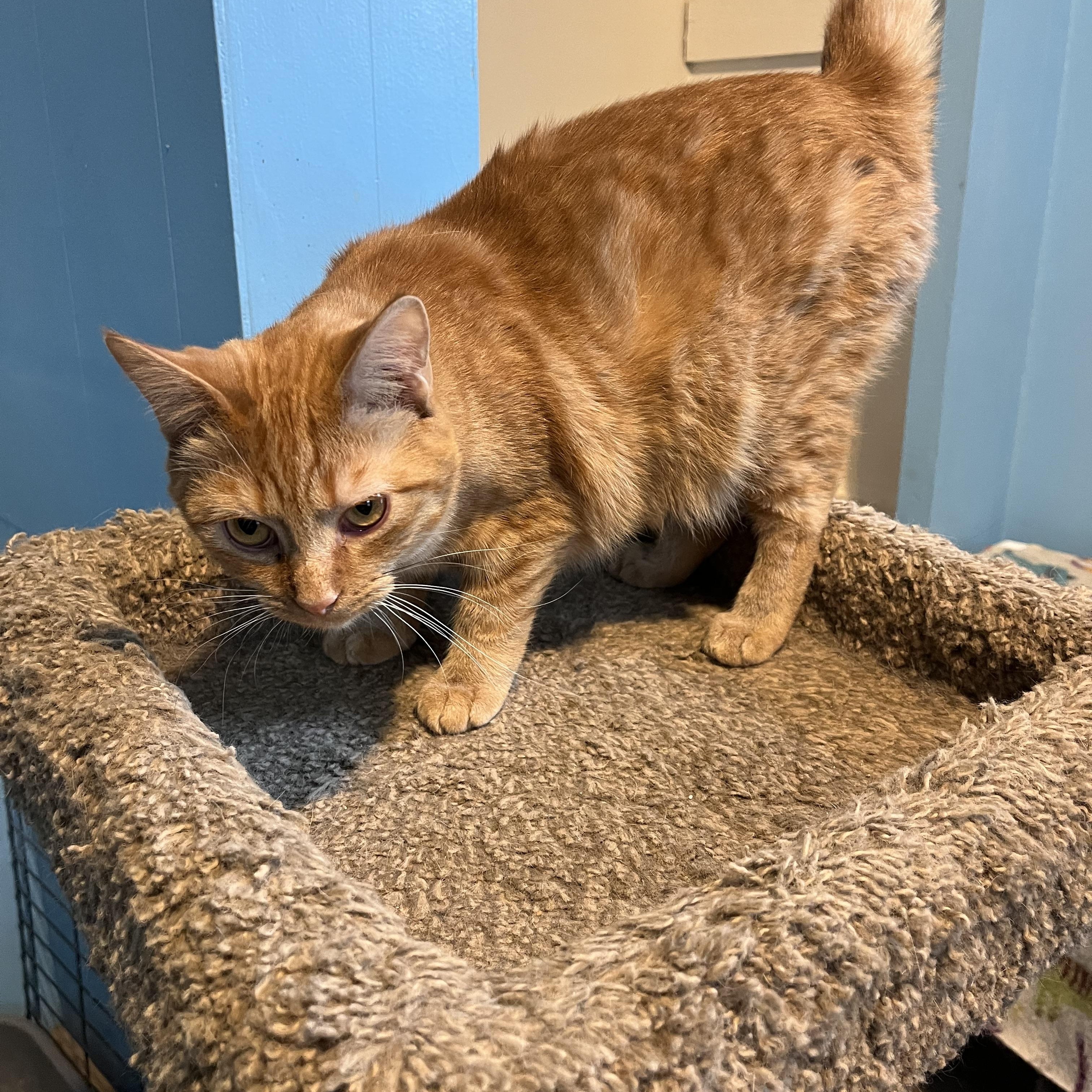 Enlarge Reba, a Adoptable Domestic Short Hair in Springdale, PA image 1/3