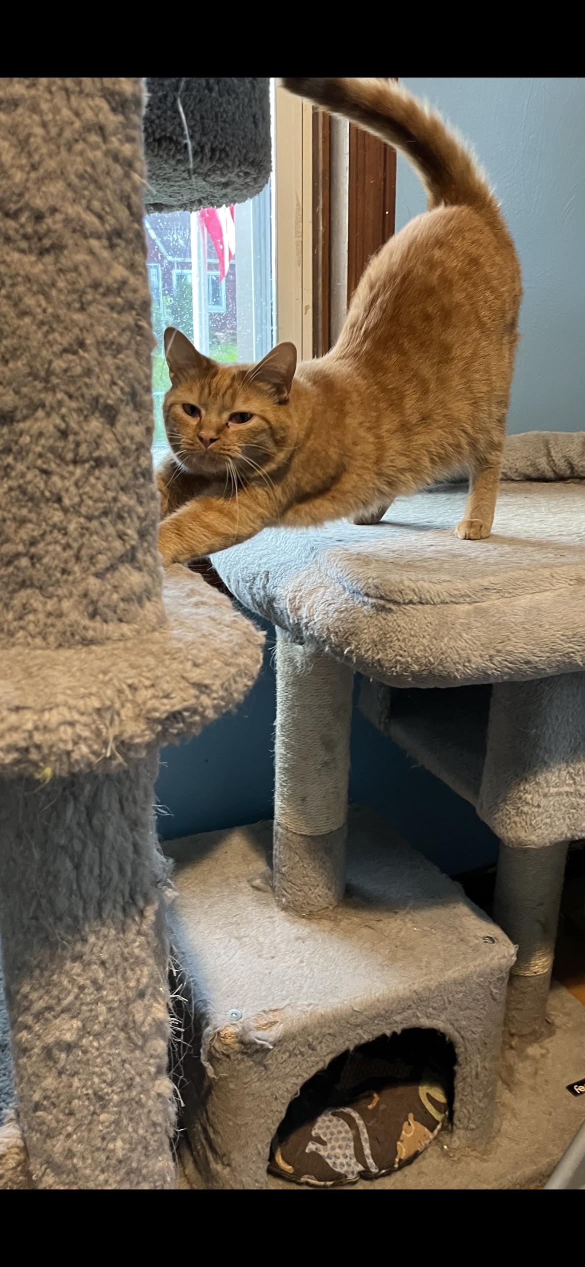 Enlarge Reba, a Adoptable Domestic Short Hair in Springdale, PA image 2/3