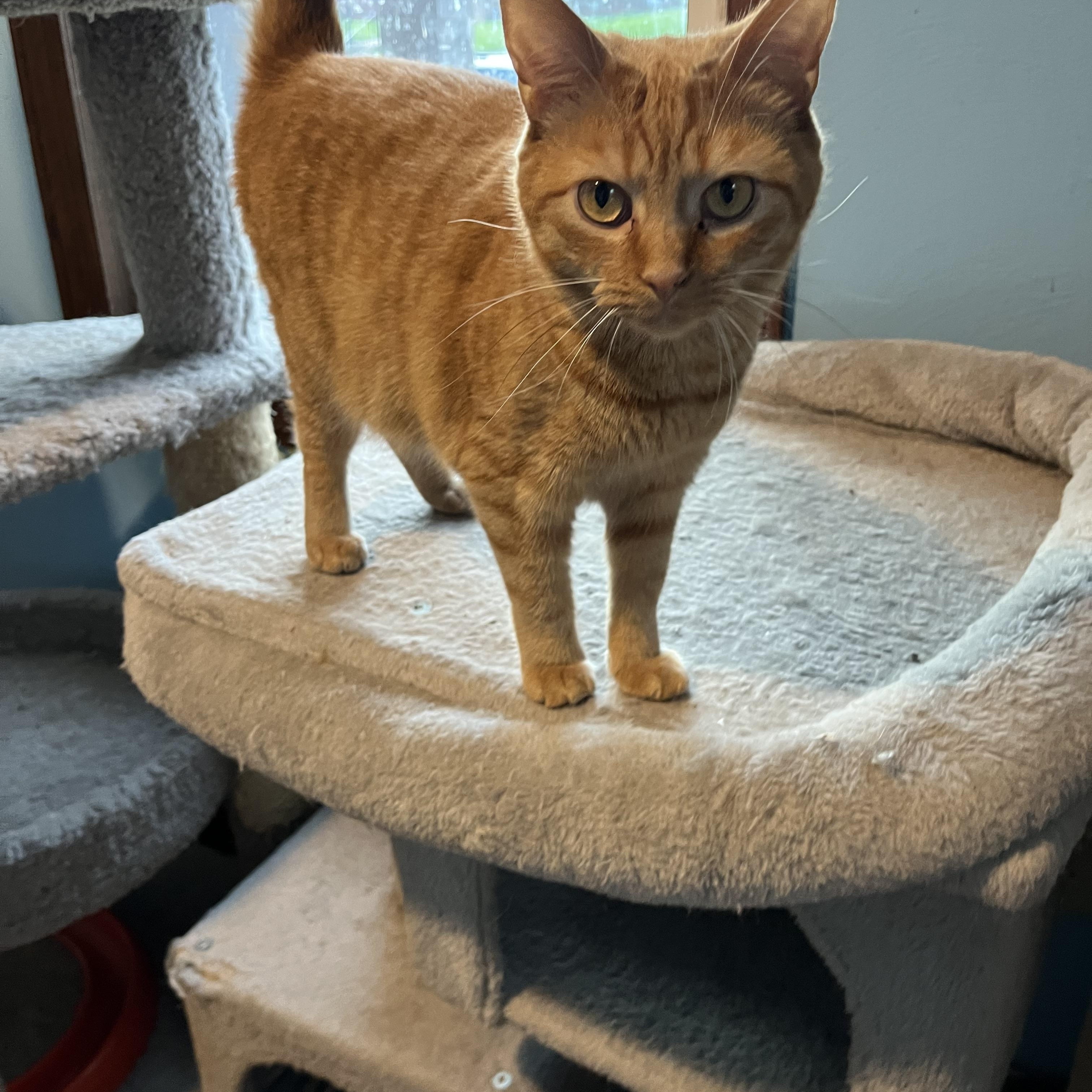 Enlarge Reba, a Adoptable Domestic Short Hair in Springdale, PA image 3/3