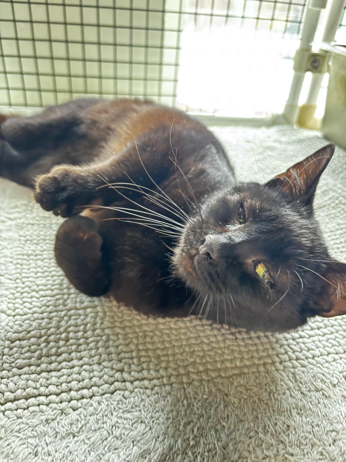 Frozone, ADOPTABLE, Adult Male Domestic Short Hair.
