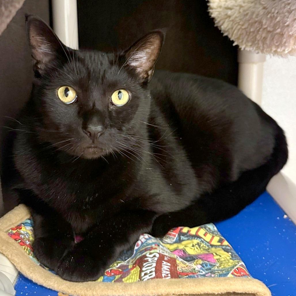 Sylvester, a Adoptable mixed breed in Woodinville, WA image 1/6