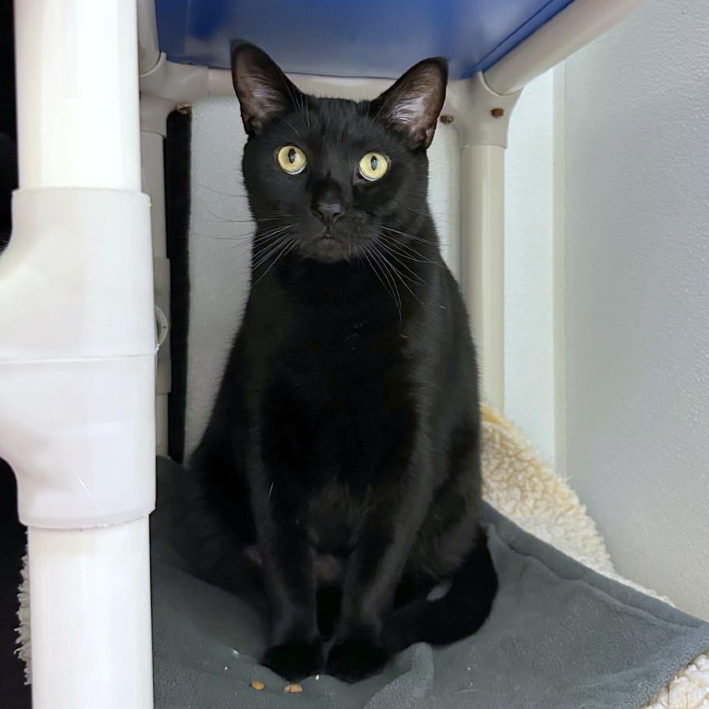 Sylvester, a Adoptable mixed breed in Woodinville, WA image 2/6