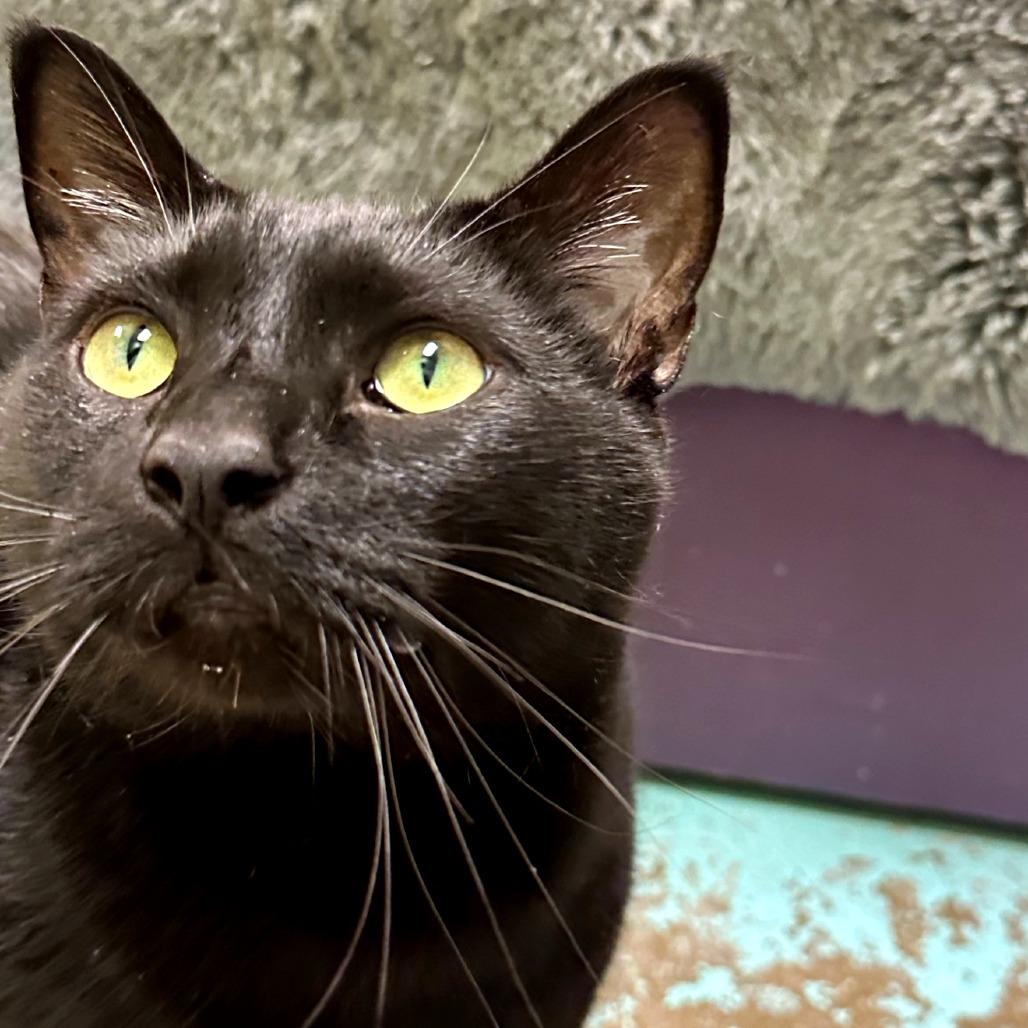 Sylvester, a Adoptable mixed breed in Woodinville, WA image 3/6
