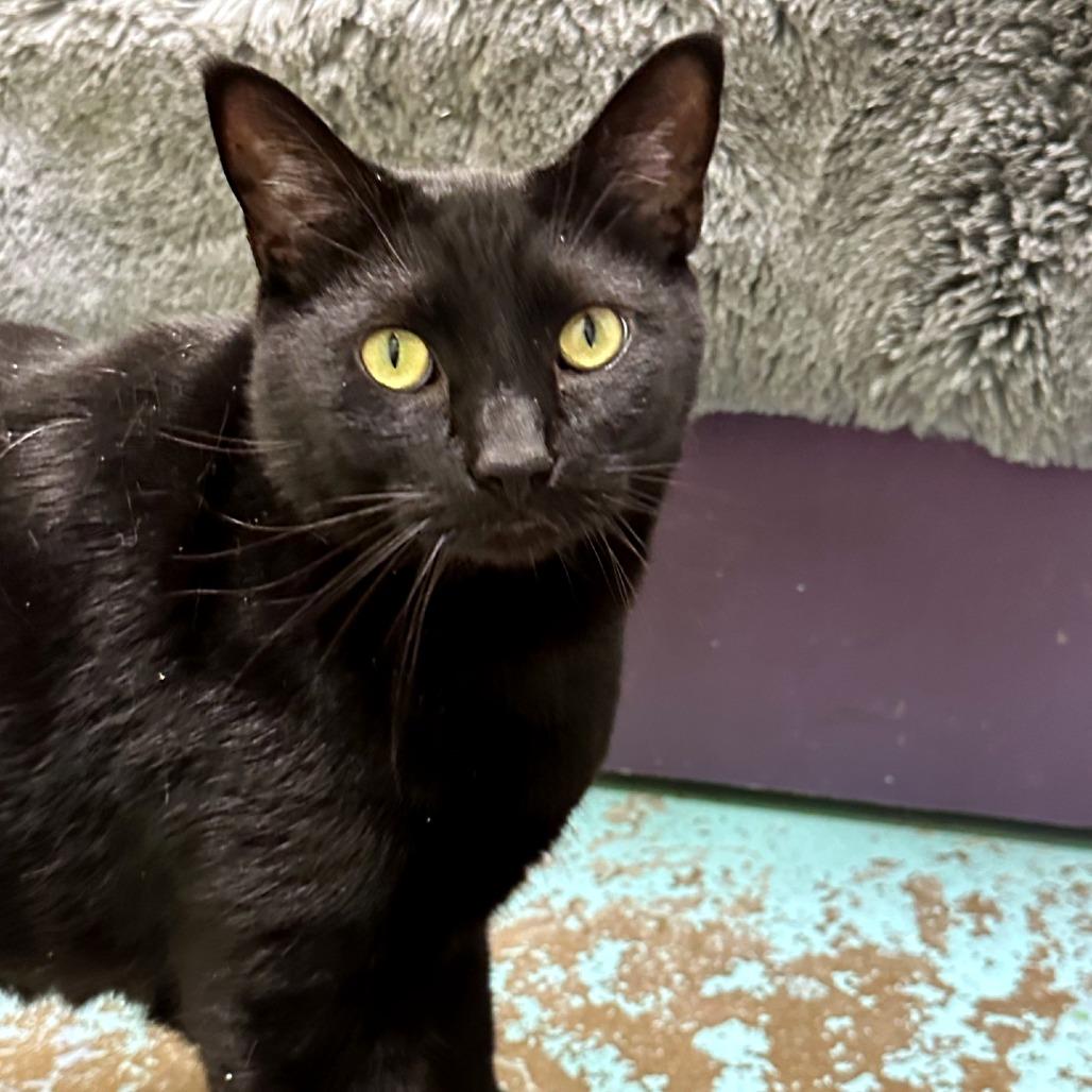 Sylvester, a Adoptable mixed breed in Woodinville, WA image 4/6