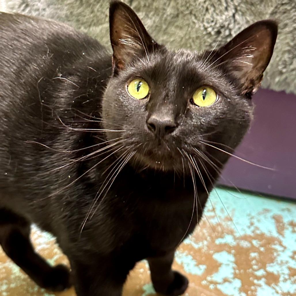 Sylvester, a Adoptable mixed breed in Woodinville, WA image 5/6