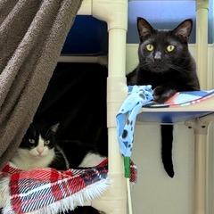 Sylvester, a Adoptable mixed breed in Woodinville, WA image 6/6