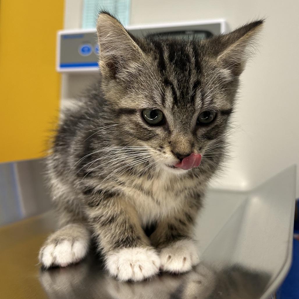 Oasis, Adoptable, Kitten Male Domestic Short Hair.