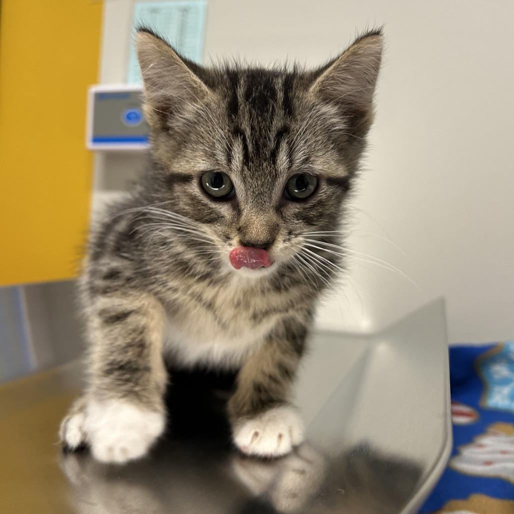 Enlarge Oasis, a Adoptable Domestic Short Hair in Saint Cloud, MN image 2/2