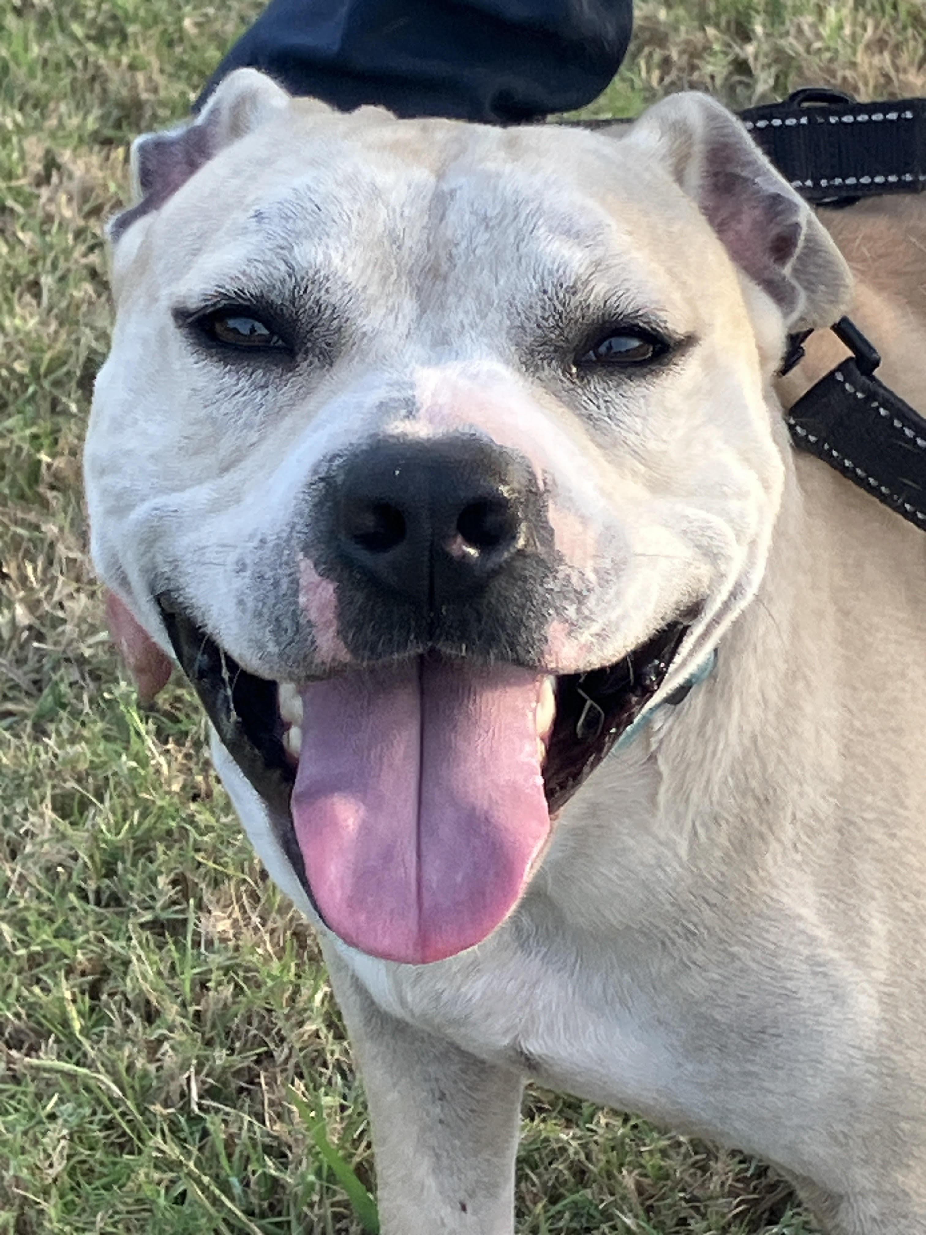 ZACH-Big Loveable Potato