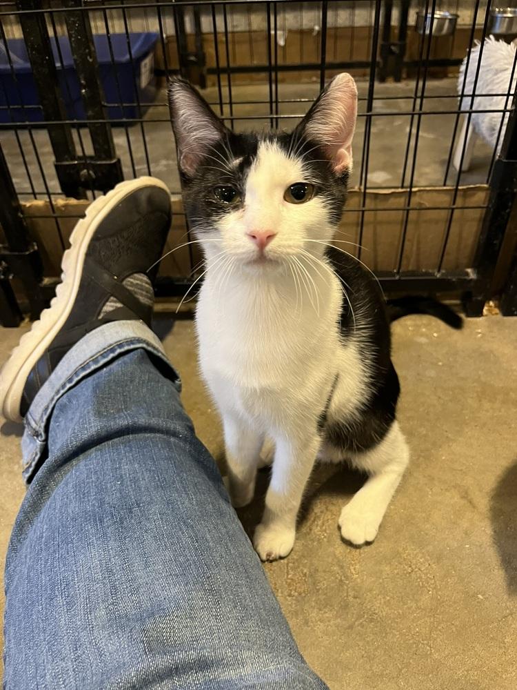 Enlarge Sosa, a Adoptable Domestic Short Hair in Bolton, CT image 1/6