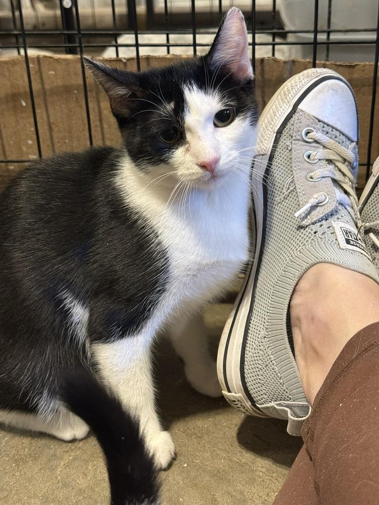 Enlarge Sosa, a Adoptable Domestic Short Hair in Bolton, CT image 2/6