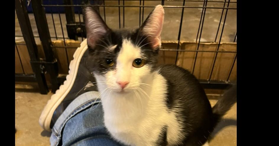 Enlarge Sosa, a Adoptable Domestic Short Hair in Bolton, CT image 3/6