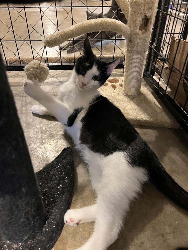 Enlarge Sosa, a Adoptable Domestic Short Hair in Bolton, CT image 6/6