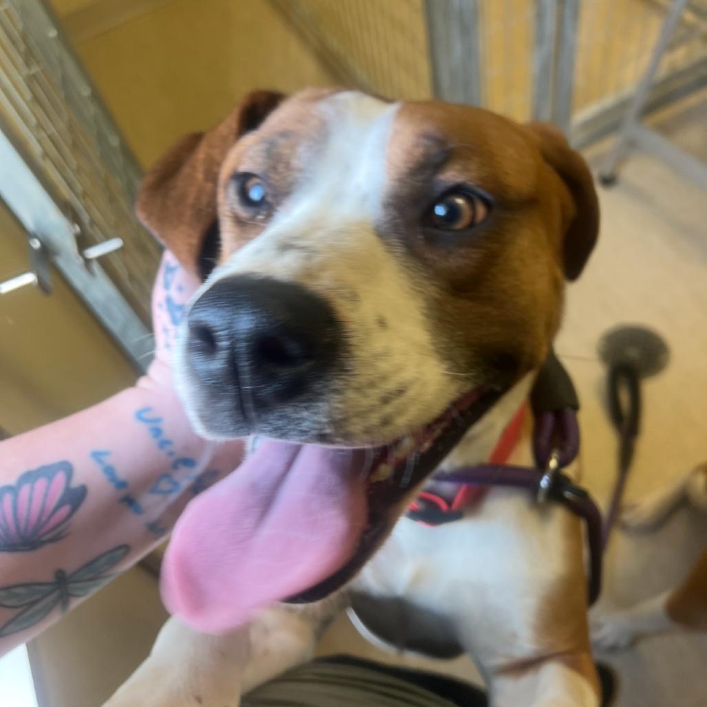 Willow Bug, Adoptable, Adult Female Mixed Breed.