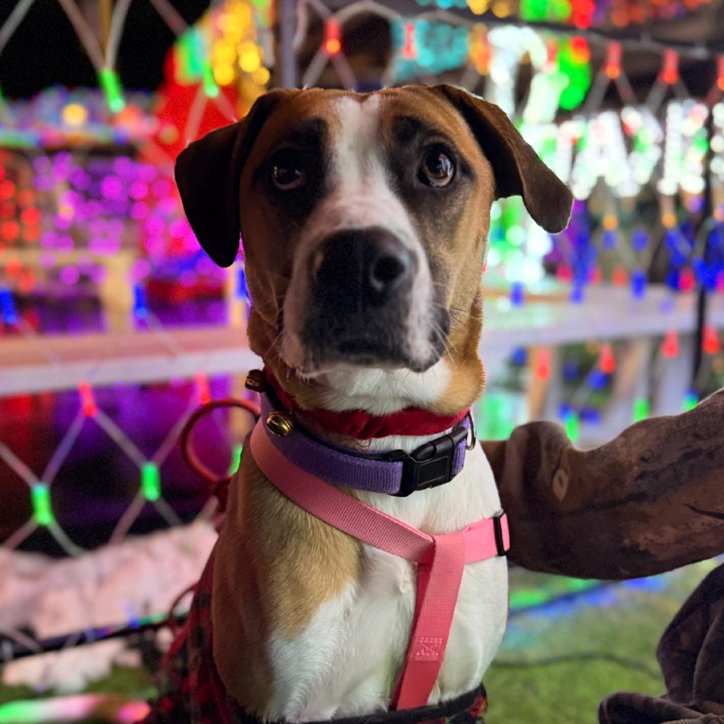 Enlarge Willow Bug, a Adoptable Mixed Breed in Red House, WV image 2/2