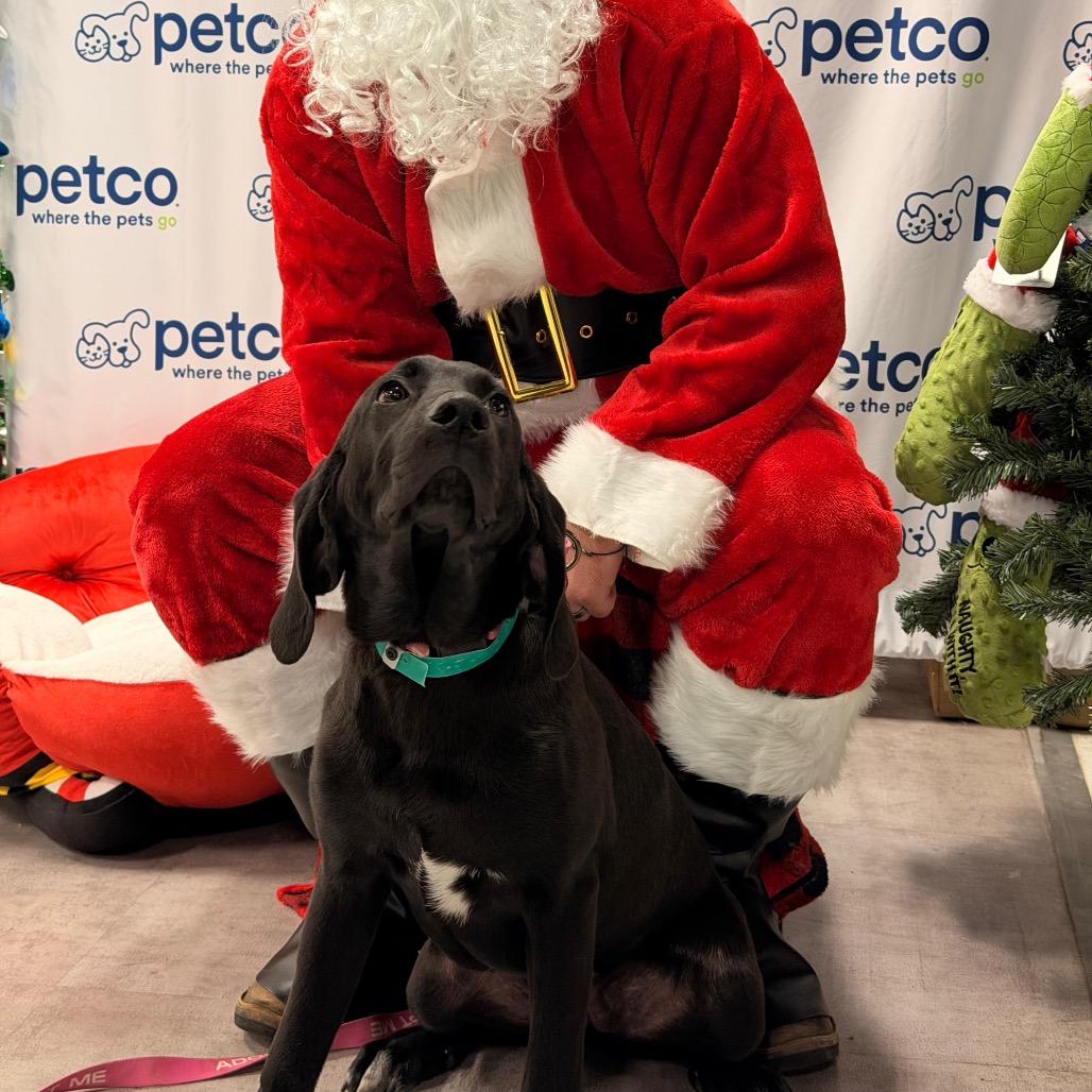 Maxine, Adoptable, Puppy Female Bloodhound.