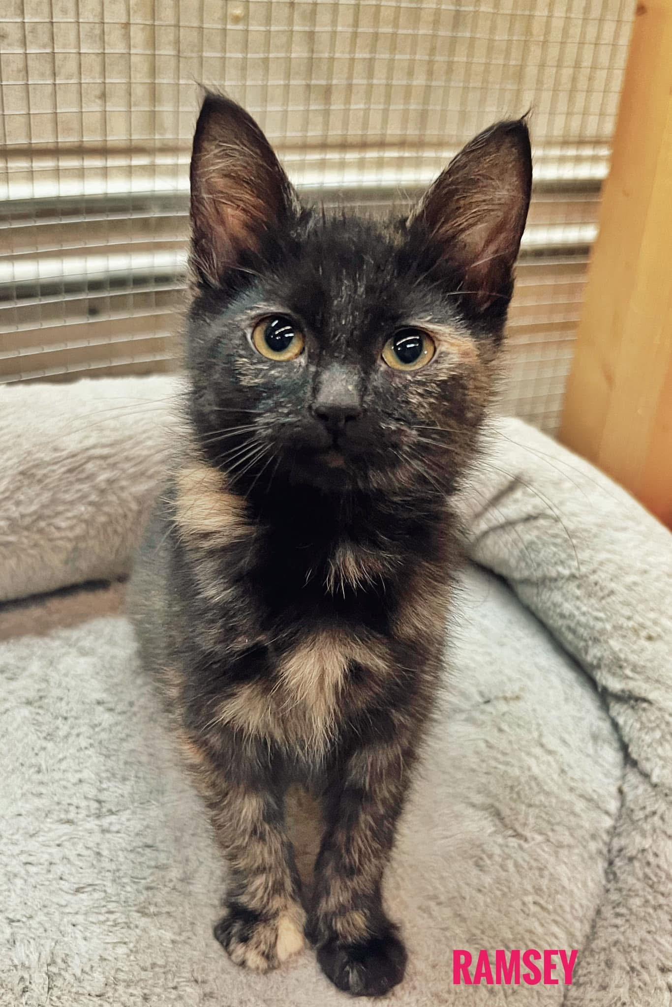 Ramsey, Baby Female Domestic Medium Hair