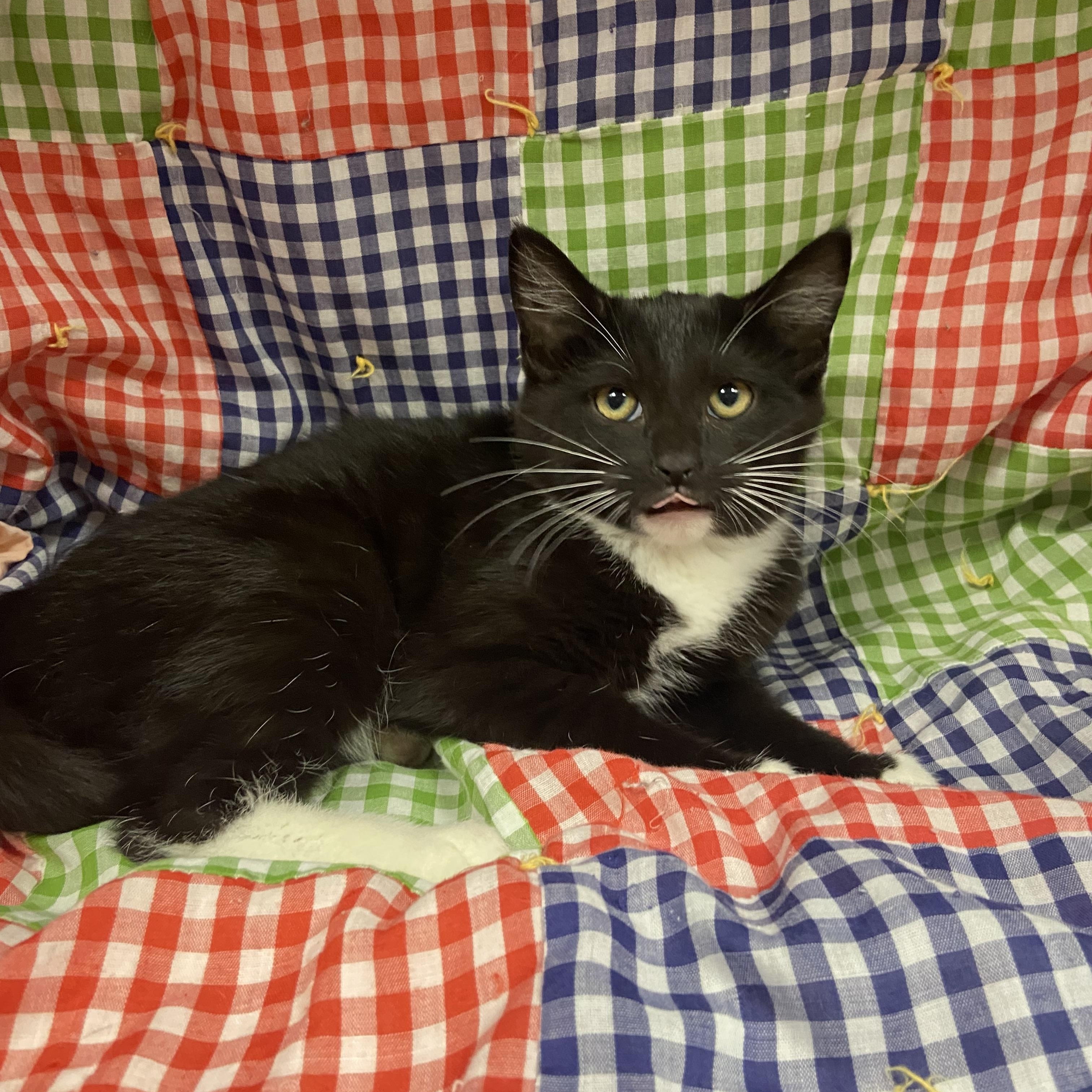 Diva, ADOPTABLE, Young Female Domestic Short Hair.