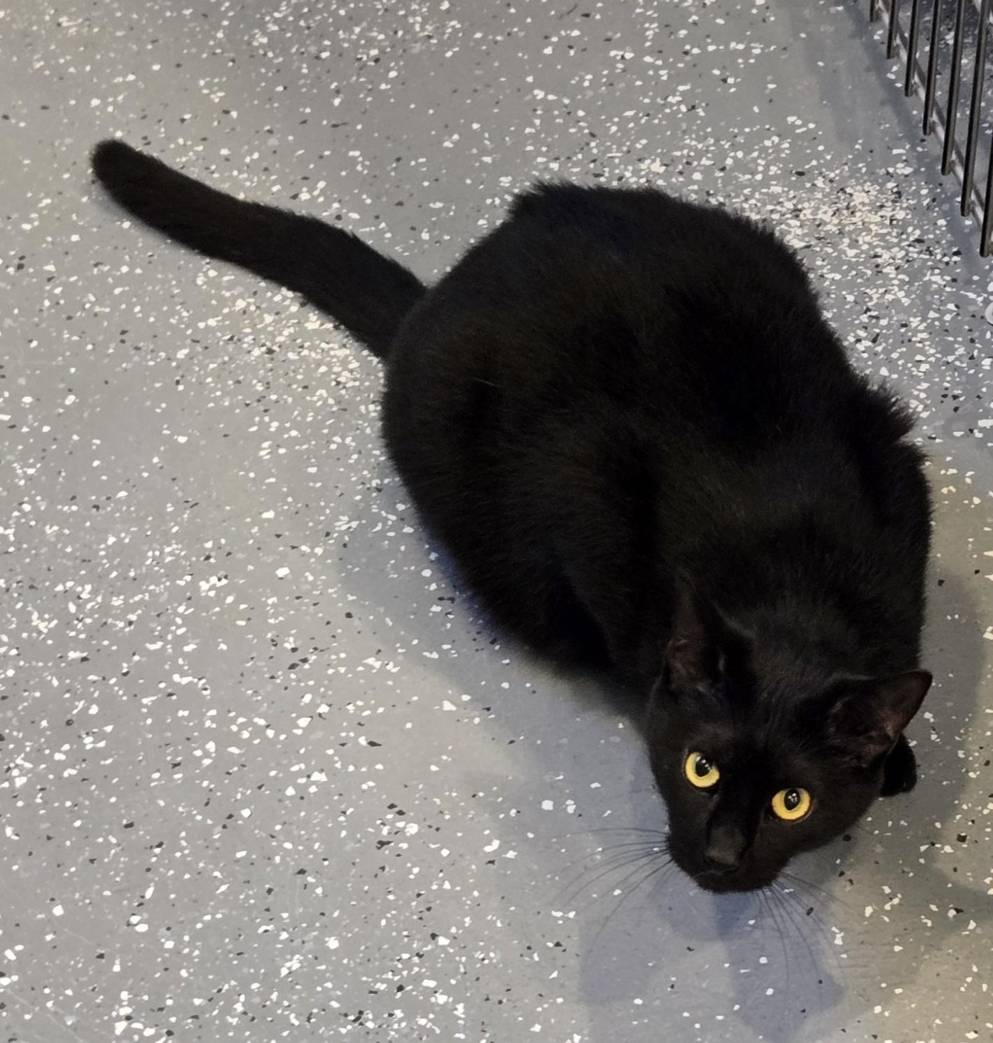 Ambrose, ADOPTABLE, Adult Male Domestic Short Hair.