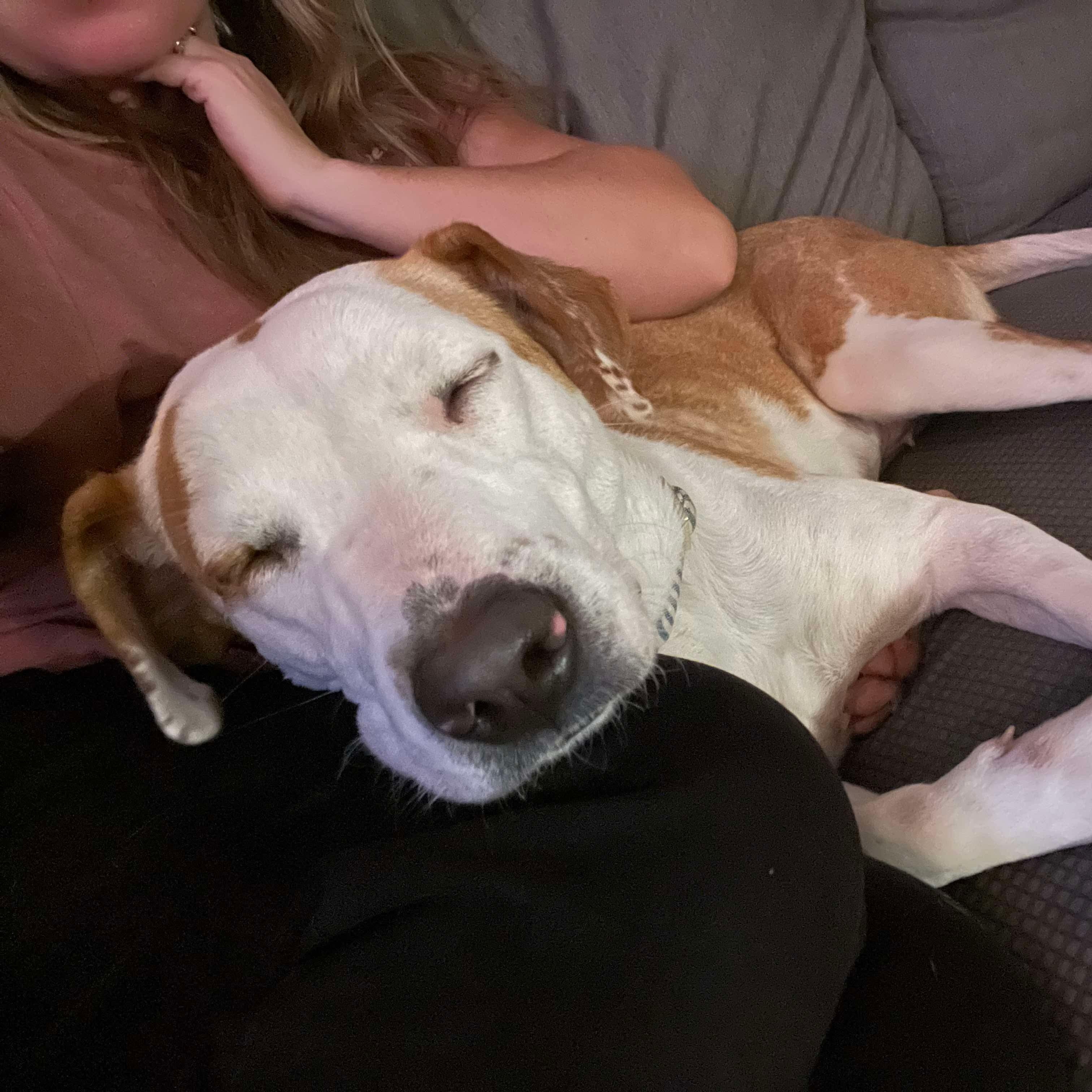 Florida, an adopted mixed breed in Bethlehem, PA image 5/6