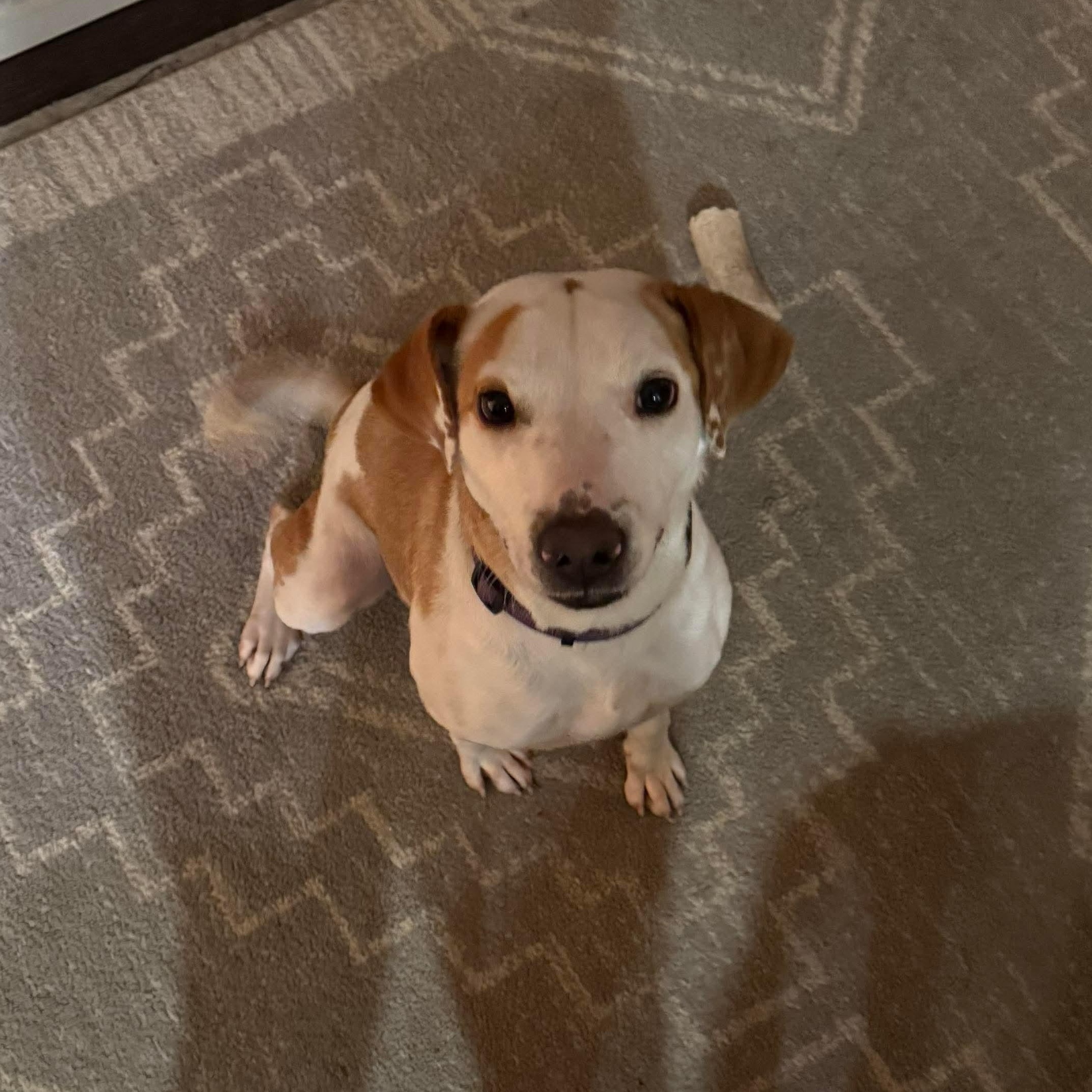 Enlarge Florida, a ADOPTABLE mixed breed in Bethlehem, PA image 3/5