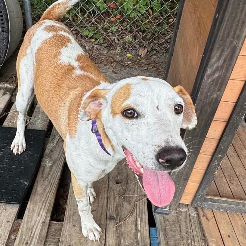 Enlarge Florida, a ADOPTABLE mixed breed in Bethlehem, PA image 1/5