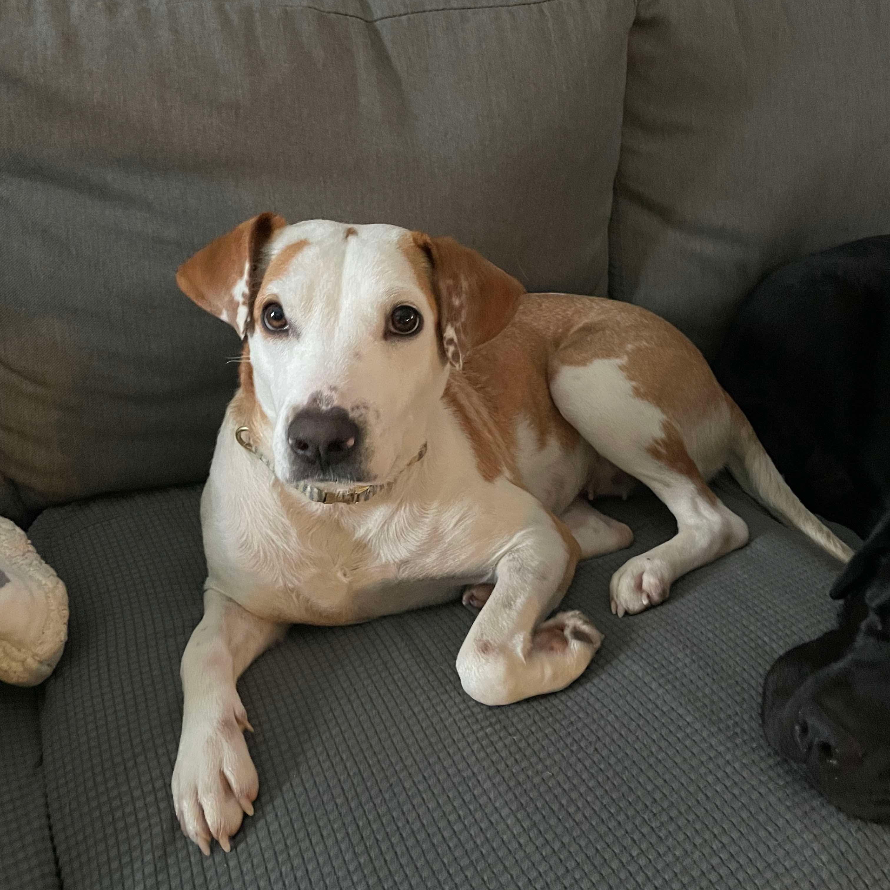 Florida, an adopted mixed breed in Bethlehem, PA image 3/6