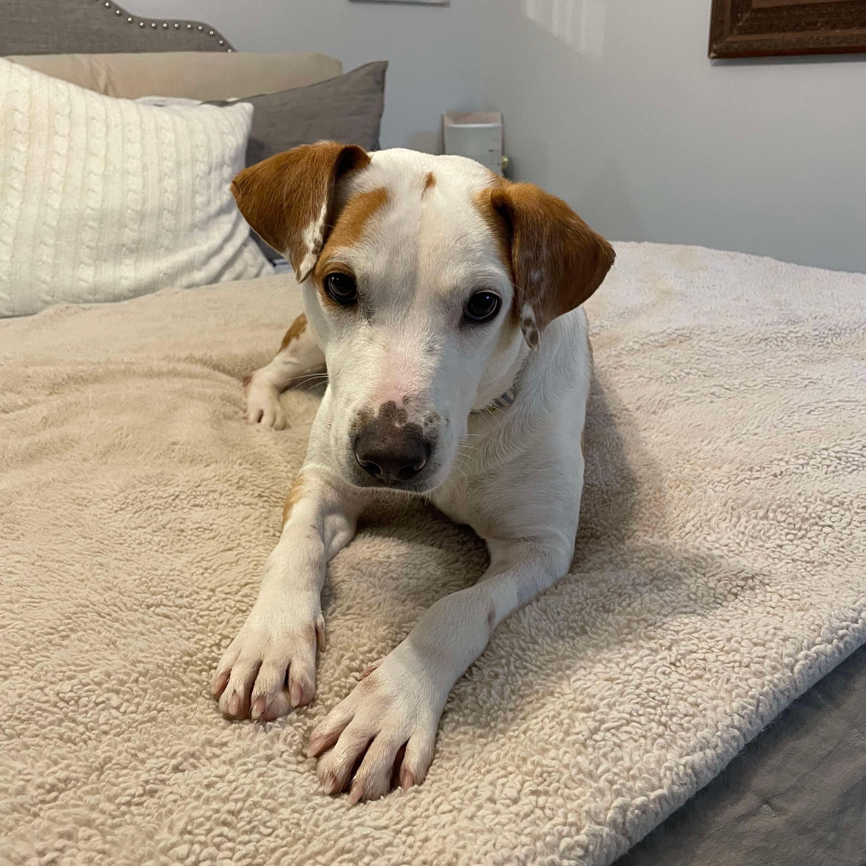 Florida, an adopted mixed breed in Bethlehem, PA image 6/6