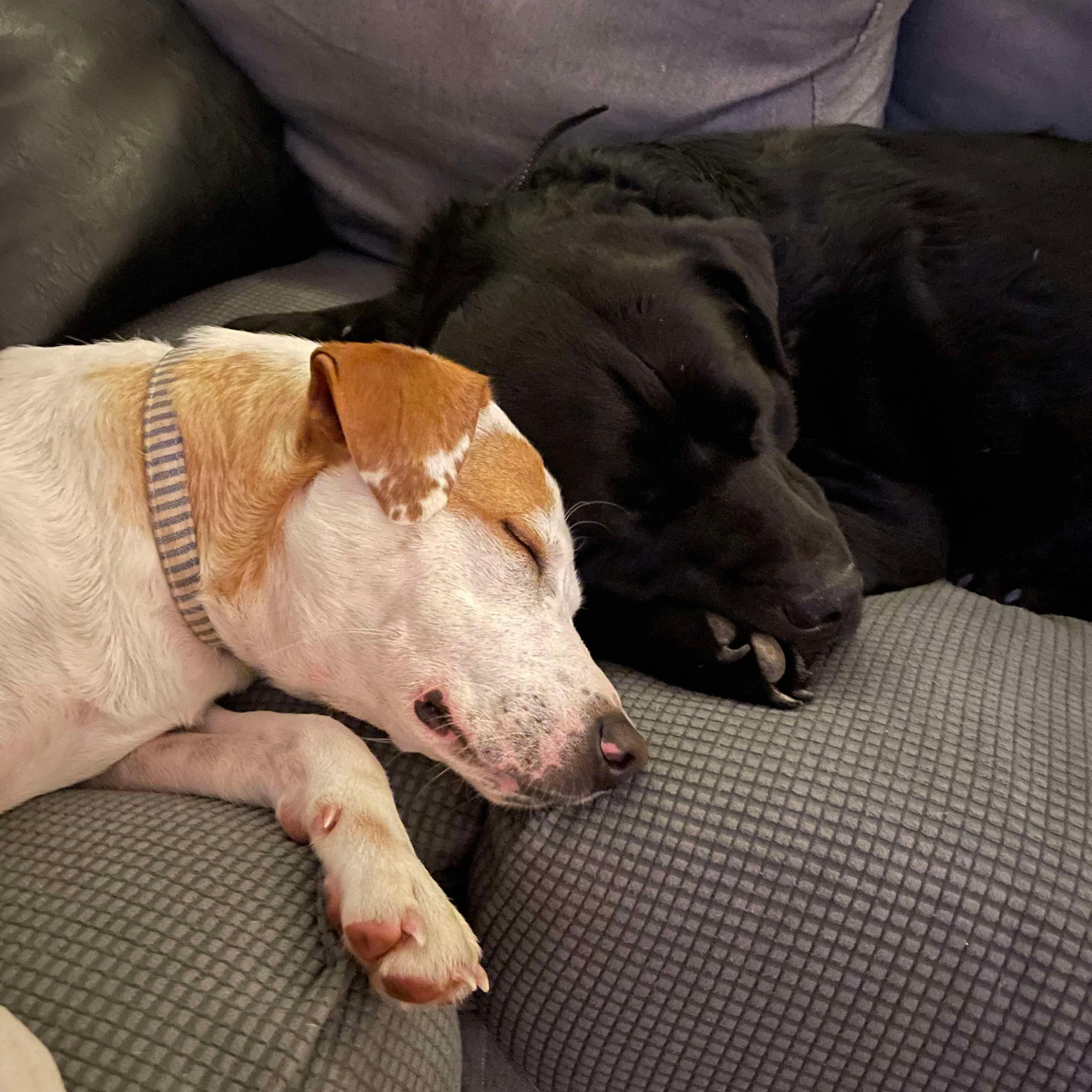 Florida, an adopted mixed breed in Bethlehem, PA image 4/6