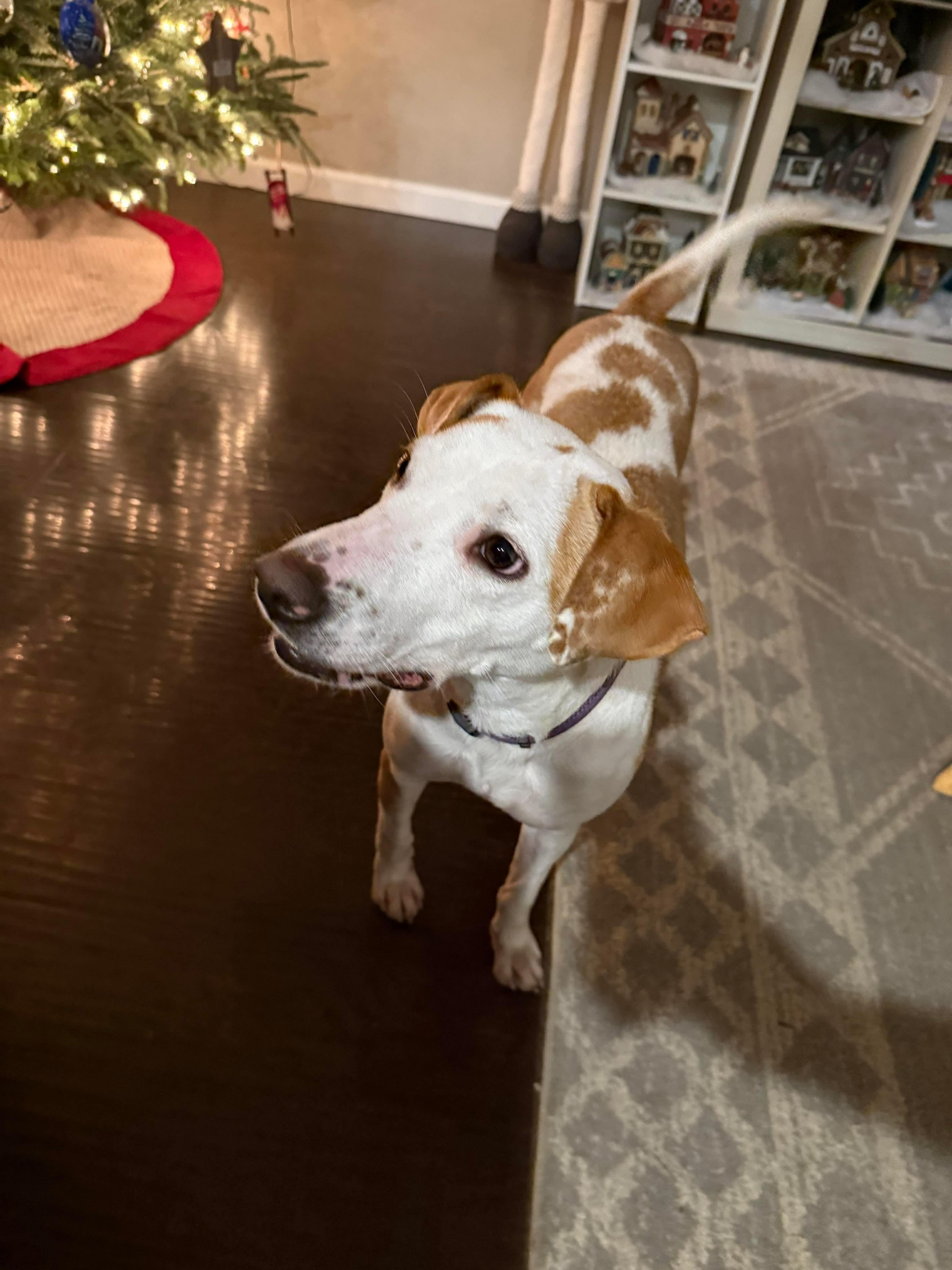 Enlarge Florida, a ADOPTABLE mixed breed in Bethlehem, PA image 4/5