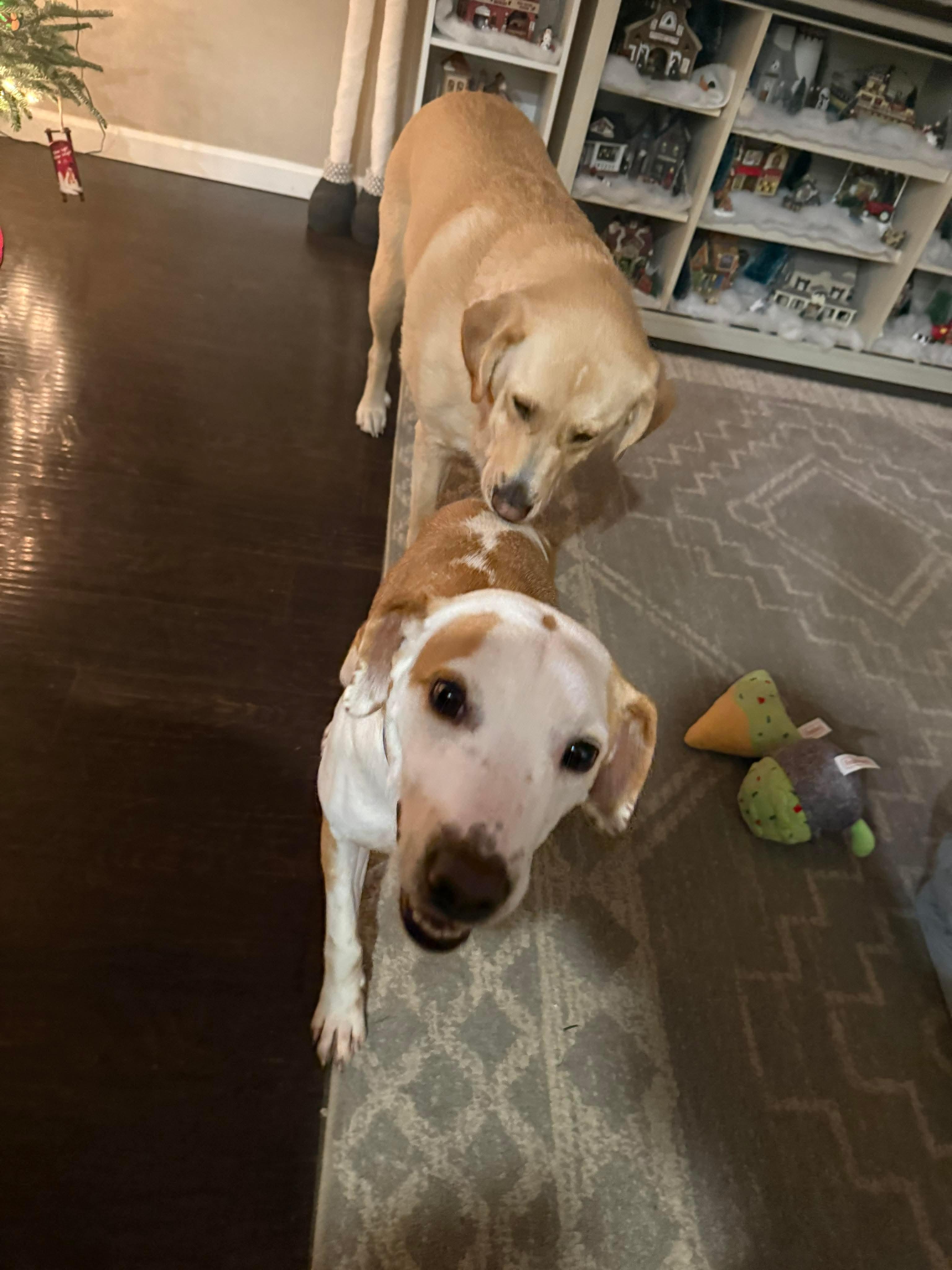 Enlarge Florida, a ADOPTABLE mixed breed in Bethlehem, PA image 5/5