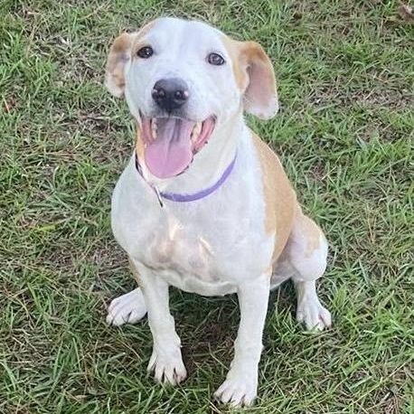 Enlarge Florida, a ADOPTABLE mixed breed in Bethlehem, PA image 2/5