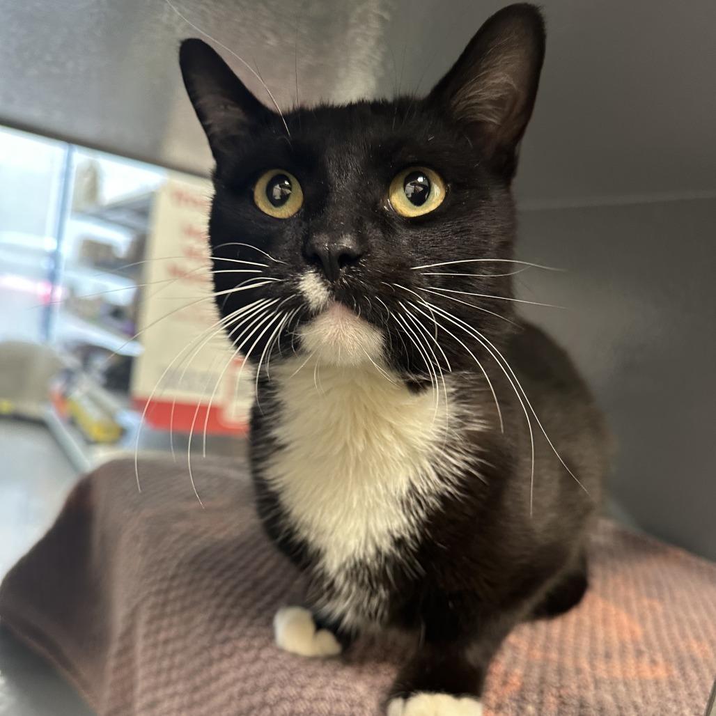 Penne — thumbnail 2