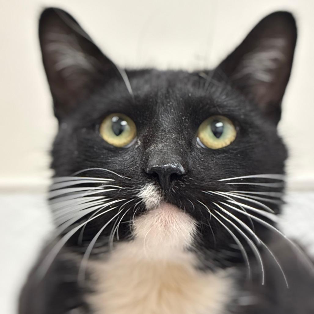 Penne — thumbnail 3