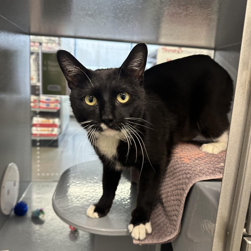 Penne — thumbnail 4