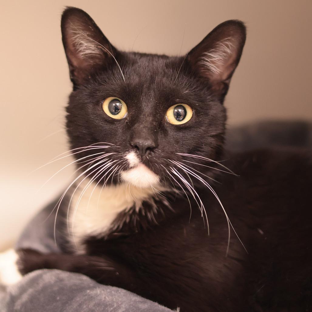 Penne — thumbnail 5