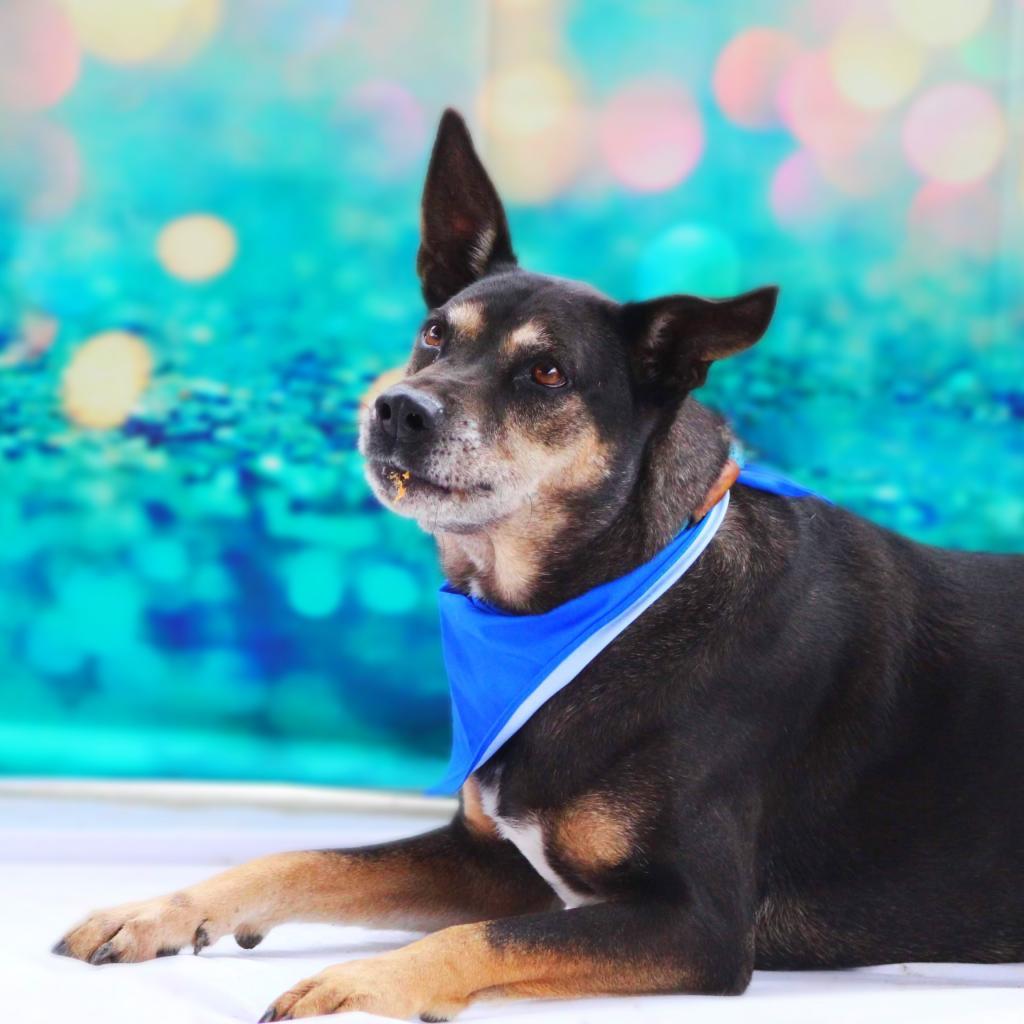 Tinka JuM*, a Adoptable mixed breed image 2/6