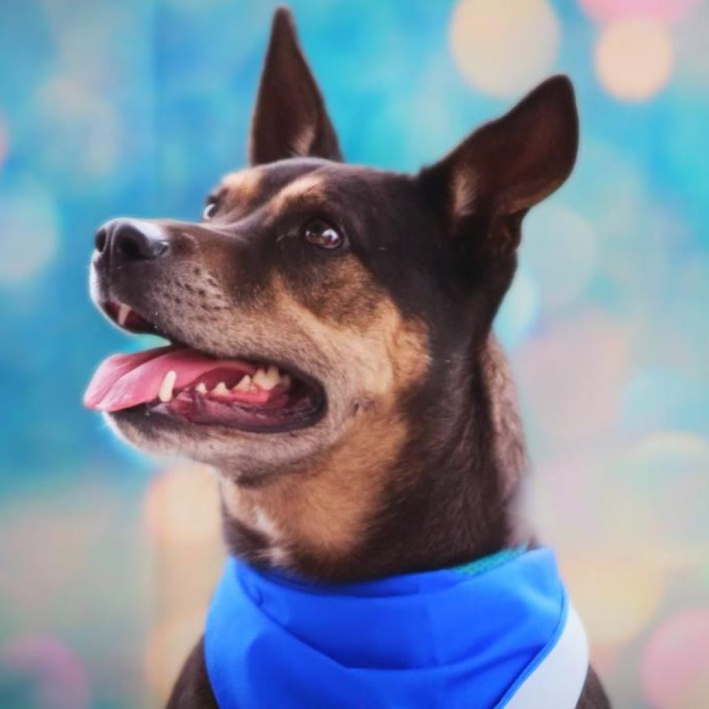 Tinka JuM*, a Adoptable mixed breed image 3/6