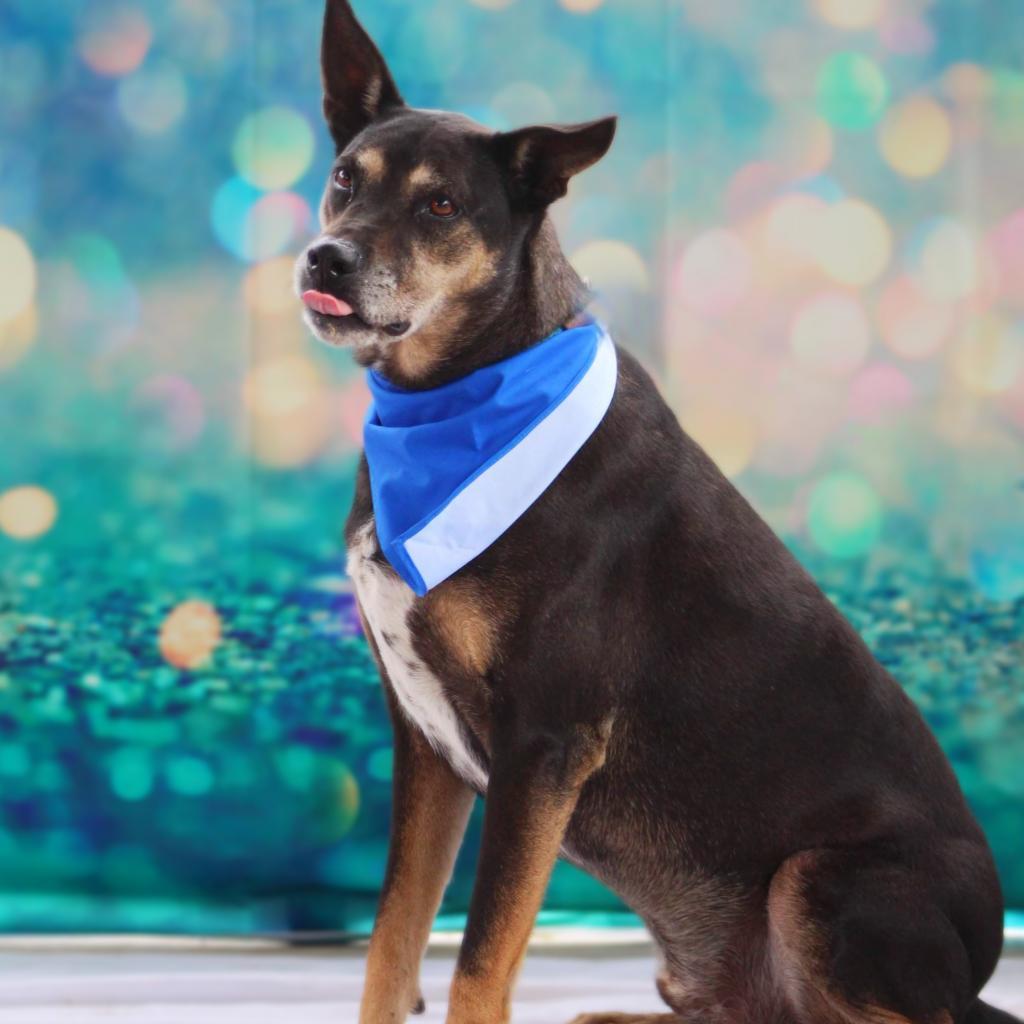 Tinka JuM*, a Adoptable mixed breed image 4/6