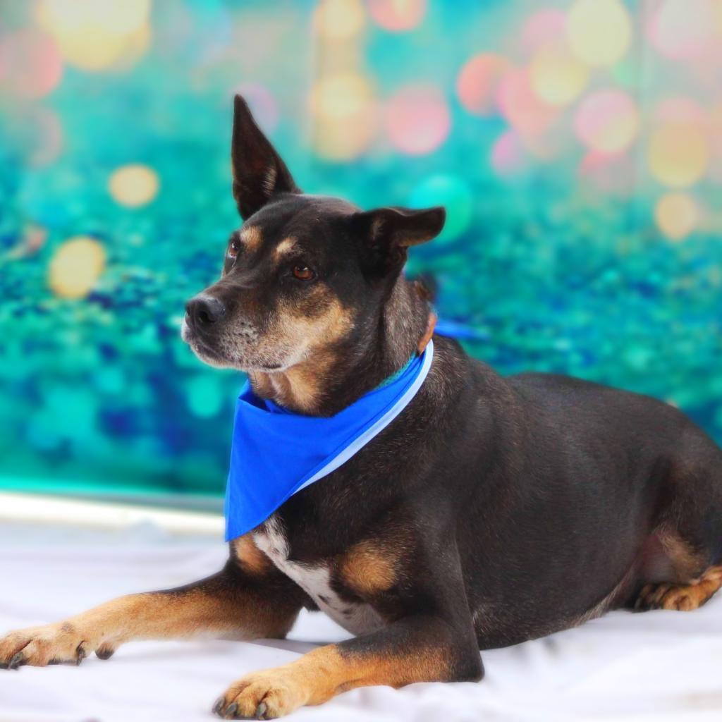 Tinka JuM*, a Adoptable mixed breed image 5/6