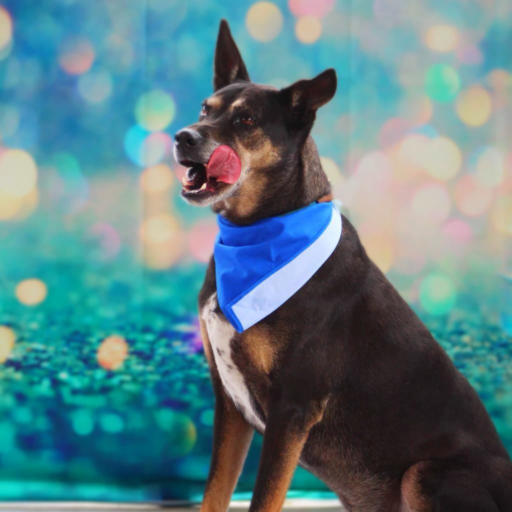 Tinka JuM*, a Adoptable mixed breed image 6/6