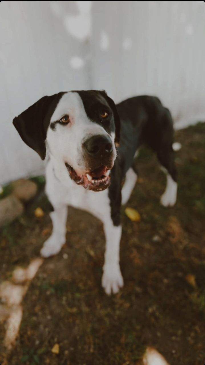 Odie, Adopted, Young Male Treeing Walker Coonhound & Boxer.