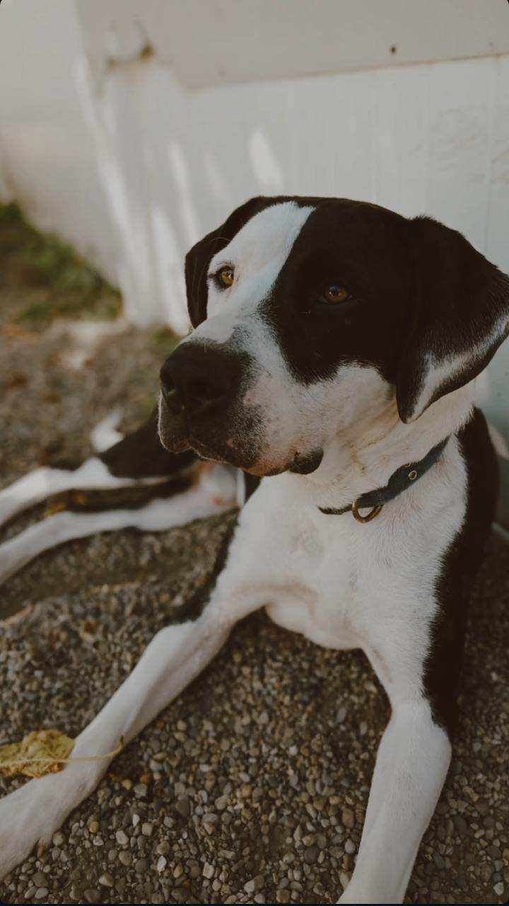 Odie, a Adopted mixed breed in Riverview, MI image 2/5