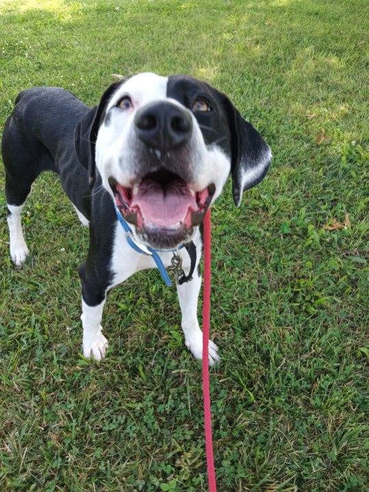Odie, a Adopted mixed breed in Riverview, MI image 3/5